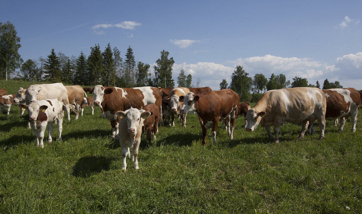 Lihaveisekarjade arv ületas mullu esmakordselt piimakarjade oma.