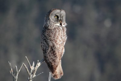 Habekakk ehk tondikakk.