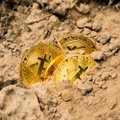 Mis juhtus krüptoturuga pärast Bitcoini pooldumist?