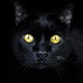 Varjupaikade MTÜ kampaania: oktoobrikuus on juba 29 musta kassi uue kodu leidnud