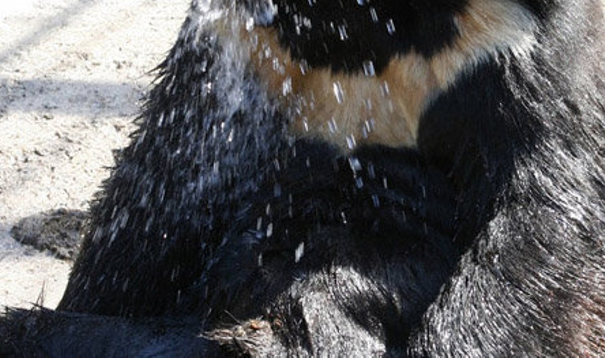 See aasia mustkaru on elu ja tervise juures Venemaal loomaaias.