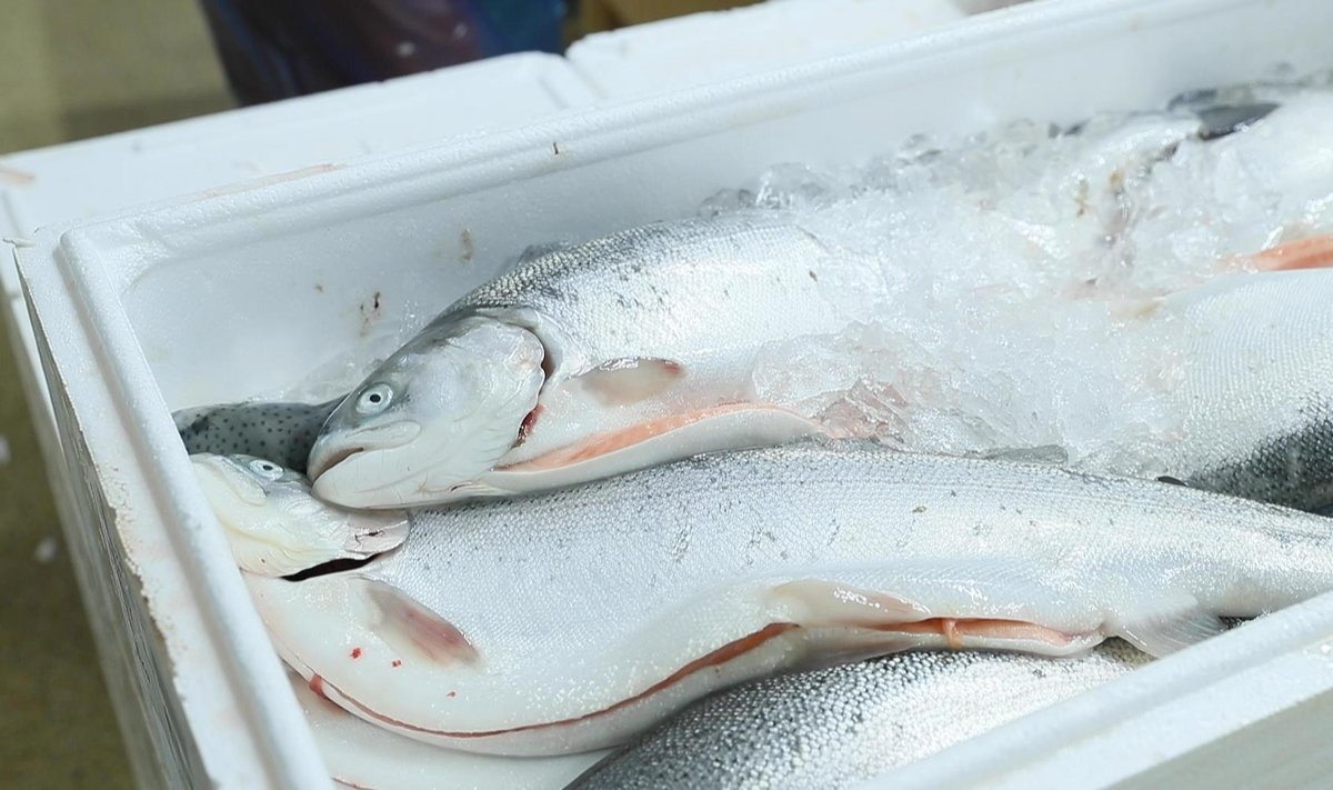 Kalatööstus PRFoods pole kindel, kas suudab võlakirjaomanikele jaanuaris tagasi maksta lubatud summa. Pilt on illustreeriv.