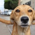 Kas FIFA MM on seda väärt: Venemaa valitsus maksab inimestele kodutute koerte mürgitamise eest