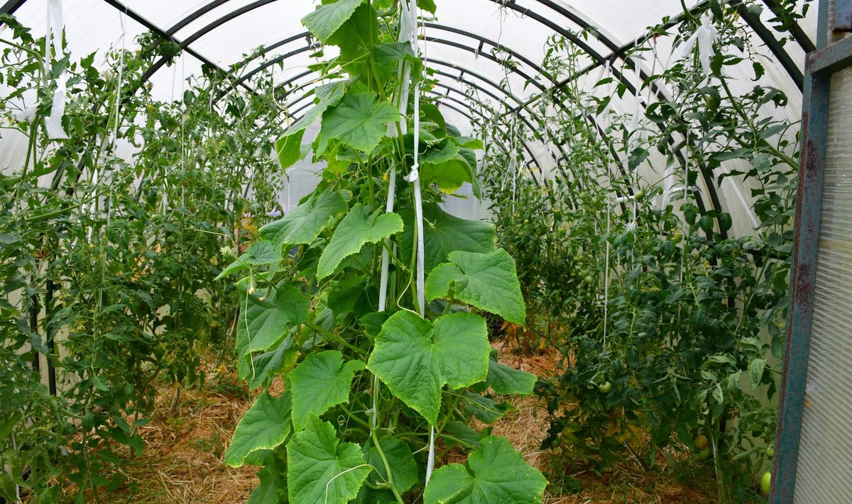 Sageli istutatakse kurgi- ja tomatitaimed samasse kasvuhoonesse, tegelikult vajavad nad erinevaid kasvutingimusi.