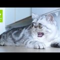 VIDEO: Herman, kassipoeg, kes sündis ebaloomulikult suurte silmadega!