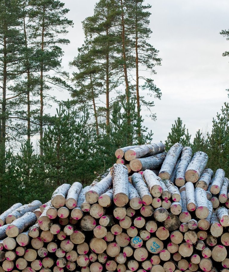 SMI andmed näitavad, et Eestis on metsa üle poole riigi pindalast ning kaitsealuste metsade osakaal on kasvanud 25,6%ni.