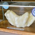 PILTUUDIS: Filipiinidelt leiti arvatavasti maailma suurim pärl