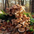 Maailma suurim seen on kuus kilomeetrit lai ja 2400 aastat vana
