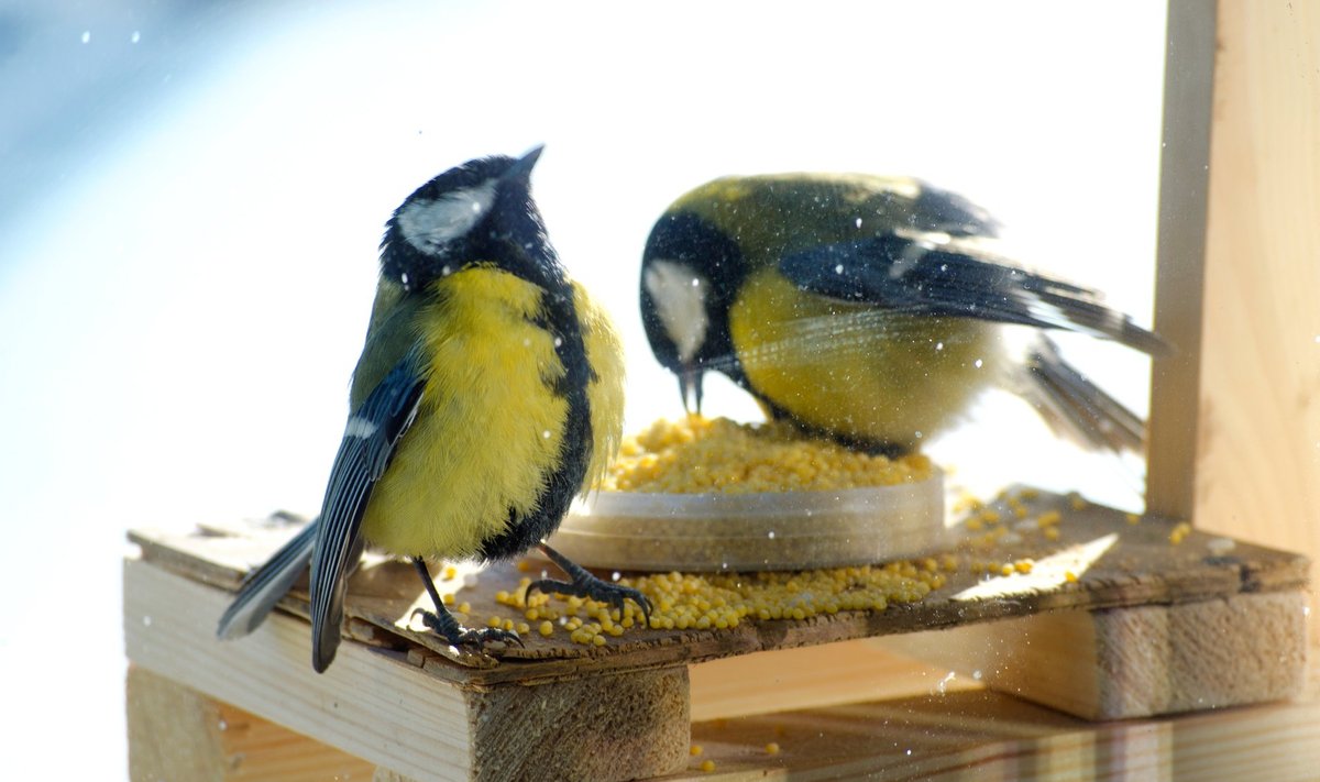 Rasv ja seemned on lindude talviseks toitmiseks õige valik.