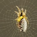 Parasiitherilane muudab ämbliku herilasevastseid kaitsvaks zombiks