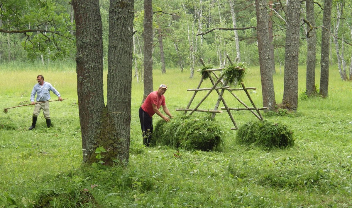 Õige oleks ikka kuiva heina rõuku panna, aga õppimise jaoks harjutati vastniidetuga. Heina tõstab parajasti rõuku Aavo Rosenvald, kes osalejatele niitmise kunsti õpetas, taamal niidab Nedrema eest hoolitseja ja kohalike põnevate kohtade tutvustaja Urmas Vahur.