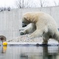 ÜRITUS | Tallinna loomaaed kutsub suurele juubelipeole