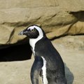 VIDEO | Chicago akvaarium lubas pingviinid karantiini ajaks uitama