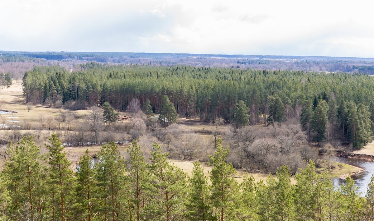 Mets Lõuna-Eestis