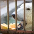 Тыквенный праздник для животных: в Таллиннский зоопарк можно бесплатно отправить овощи курьерской фирмой