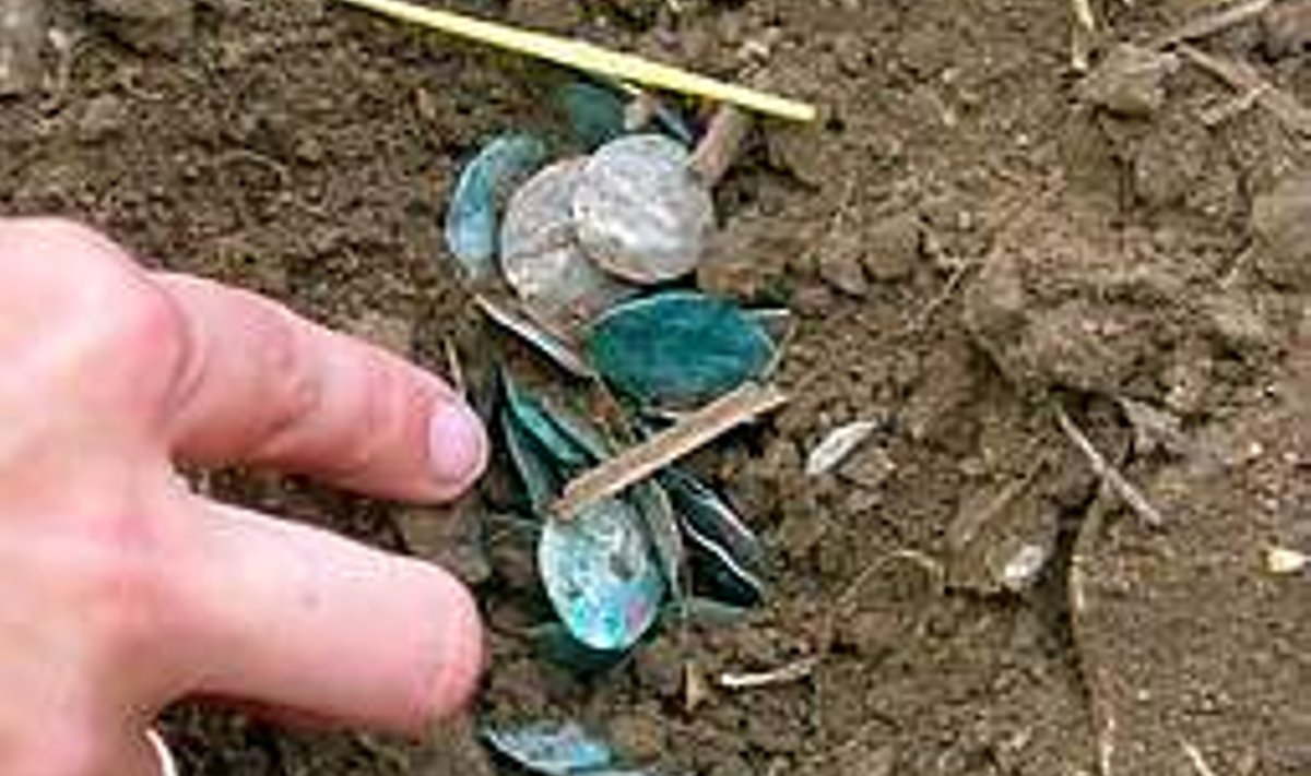 MAA SEES: Rohkem kui 1200 mündist koosnev viikingiaegne aare enne väljakaevamist. erakogu