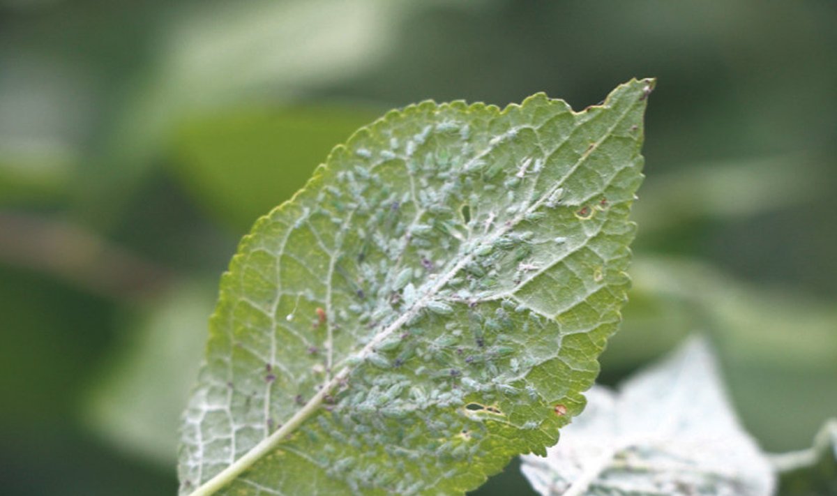 Lehetäid toituvad taimemahlast, samal ajal mürki taime sisse eritades.