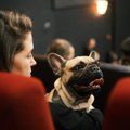 ФОТО | Собаки в кинотеатре – это нормально? Apollo рассказал, почему пустил в зал четвероногих