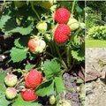 AIAHOOLIKU BLOGI | Imetabane kohtumine metsateel, õieteraapia ja metsik maasikasuvi