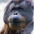 LÕBUS VIDEO | Orangutanid saevad puuoksi