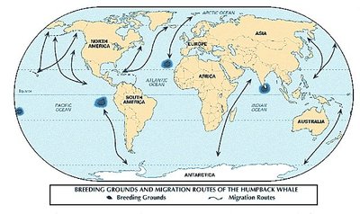 Küürvaala rändeteed. Kaart: Encyclopeadia Britannica