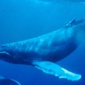 Vaalade iga-aastane ränne: tehke järgi kui jaksate