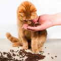 8 lõhna, millele kassid ei suuda kohe kuidagi vastu panna