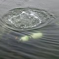 Leiti Pakri lähedal kadunuks jäänud Soome sukelduja surnukeha