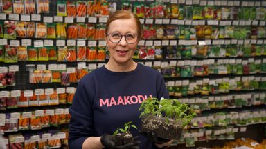 VIDEO | „Maakodu aiakooli“ 3. osa. Eva Luigas õpetab tärganud taimi pikeerima