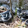 Манитоба - крупнейшее скопление змей в мире