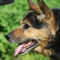 Sanja lugu: Narvast pärit koer pani aluse loomade päästeorganisatsiooni loomisele