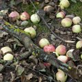 Mahakukkunud õunad rikuvad aia