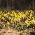 ФОТО | Эстонская Голландия: поля цветущих нарциссов в Соокалдусе