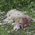 Keskkonnaamet annab loa Saaremaal lambaid kimbutavate huntide laskmiseks