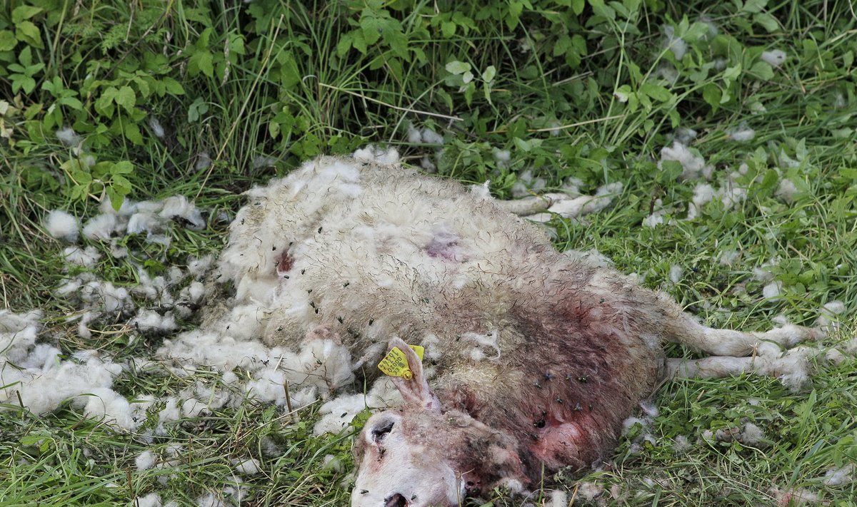 Hundi poolt murtud lammas. Foto on illustratiivne.
