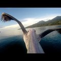VIDEO: Seikluskaamera pelikani noka küljes – imeline vaade ülalt