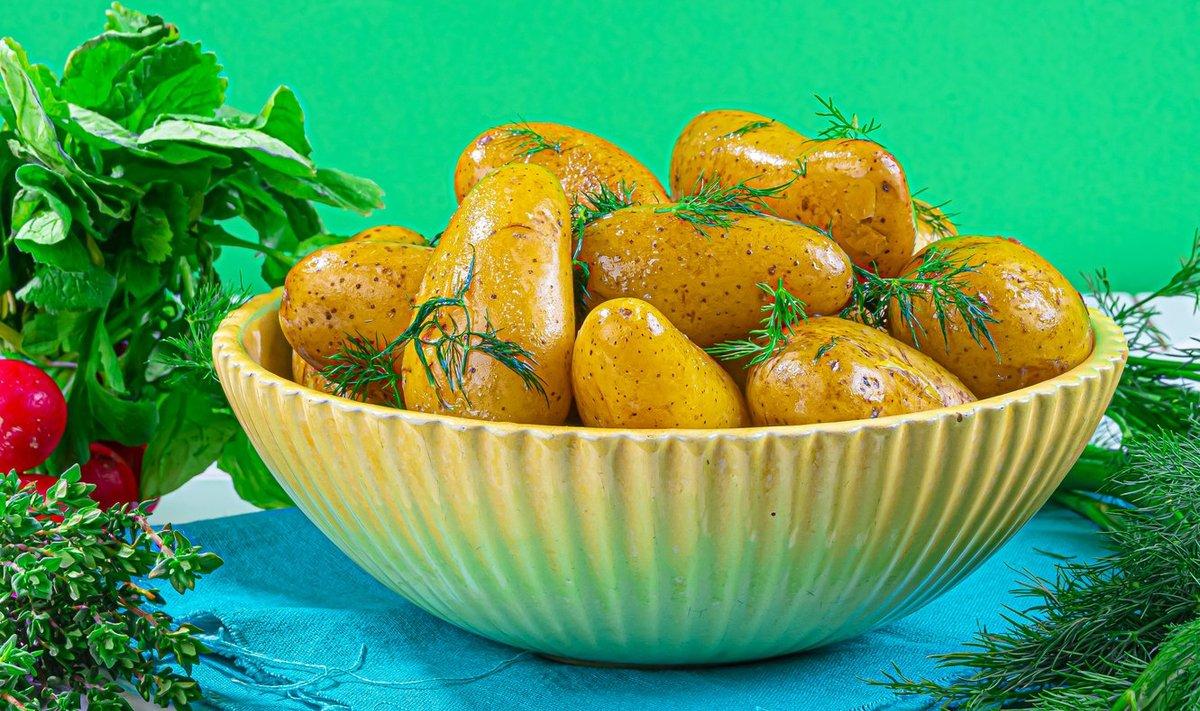 Esimesed värsked kartulid sobivad kodujuustukastmega 