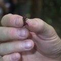 Maailma suurima sipelga hammustus on valusaim üldse (aga pärast on väga hea olla!)