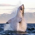FOTOD | Vaalavaatlejatest turistid said näha, kuidas haid surnud vaala järavad