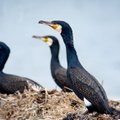 Keskkonnaamet jätkab kormoranide loodete tapmist