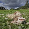 Lambakasvatajate meelehärm: hundikari murrab Noarootsis loomi