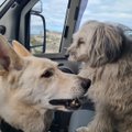 Kaks koera karavanis, loomakaitsjast rääkimata: Heiki Valner põgenes koos koertega Eesti kaamose ja tusa eest