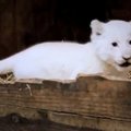 Briti looduspark esitleb oma uut üleni valget lõvikutsikat