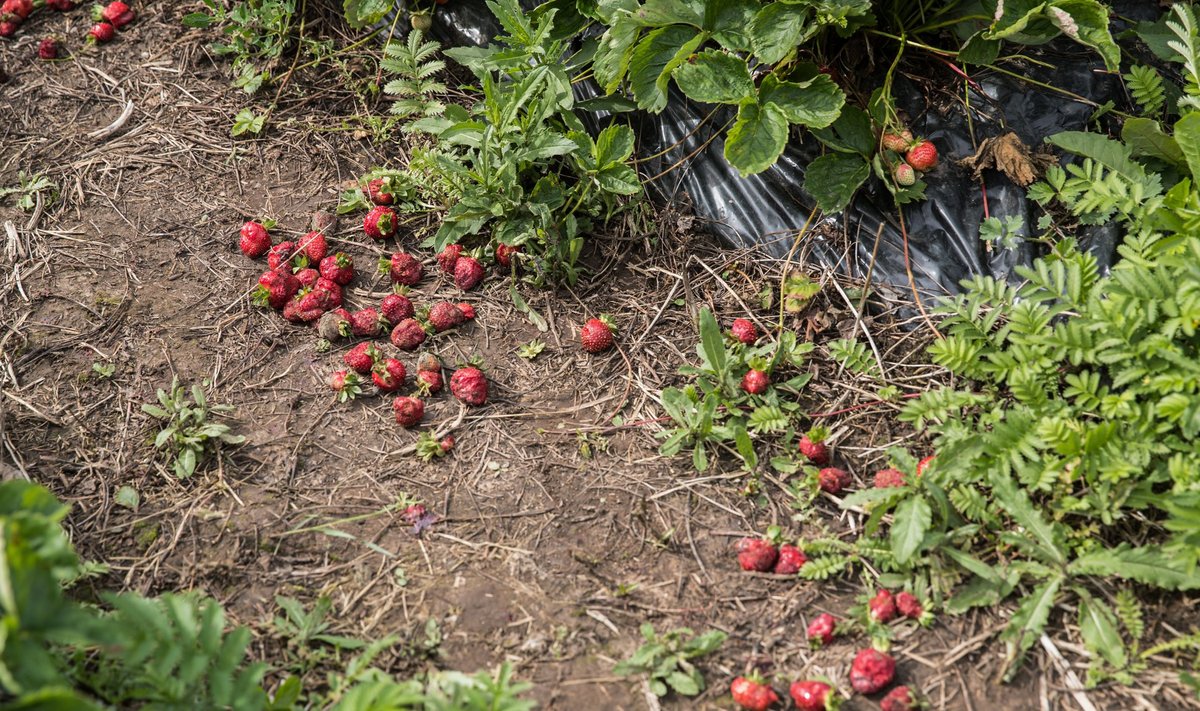 Riknenud maasikad põllul