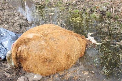 Мертвая корова на пастбище