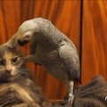 VIDEO: Tõmba hommik naerdes käima koos papagoidega, kes kasse kimbutavad