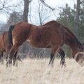 Pärnumaal uitavate hobuste omanik: kuuldused hobuste näljutamisest on solvavad