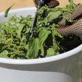 Kuidas kõrvenõgesest ja rabarberist väetist ja putukamürki valmistada
