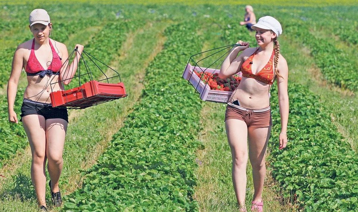 Lohu talus käib maasika­korjamine. Pildile jäid sõbrannad Marii-Helen Laurits ja Dalia Martinov.