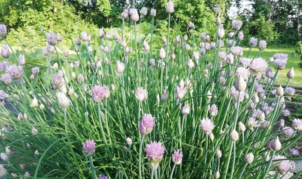 Üks tuntumaid rohtseid lauke on murulauk (Allium schoenoprasum).